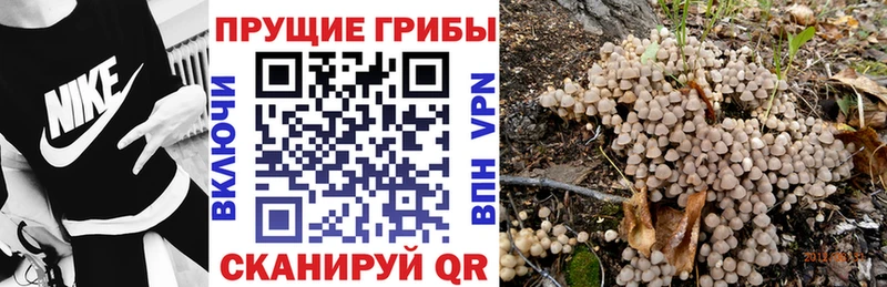 что такое наркотик  Разумное  Галлюциногенные грибы Psilocybine cubensis 